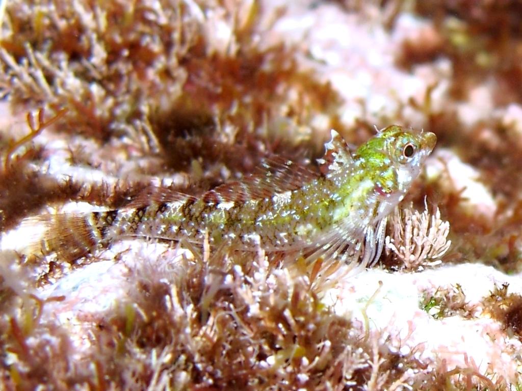 Tripterygion tartessicum(Carreras-C.,Pascual,Macpherson2007)